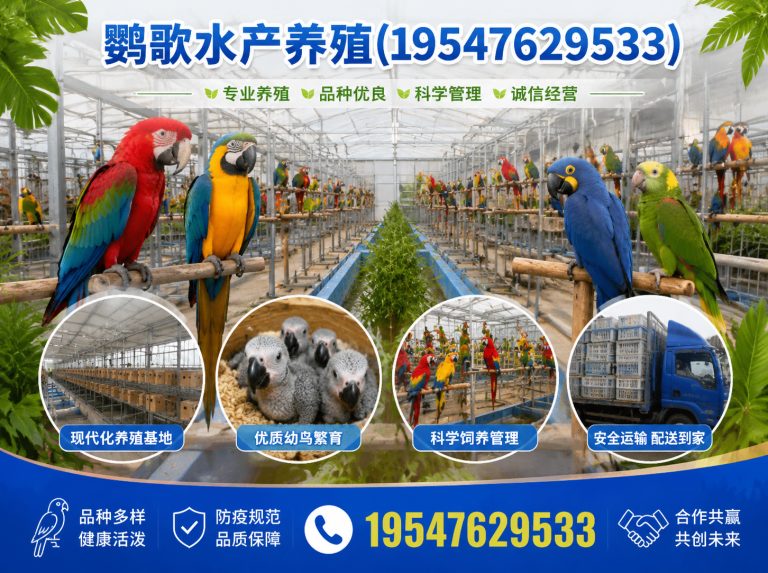 邛崃市合规鹦鹉养殖展示图