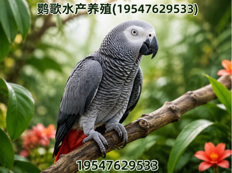 邛崃市西南鹦鹉品牌展示图